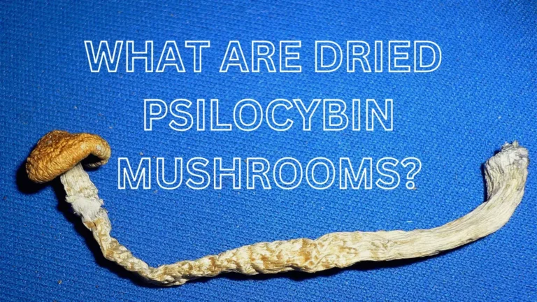 dried psilocybin mushrooms