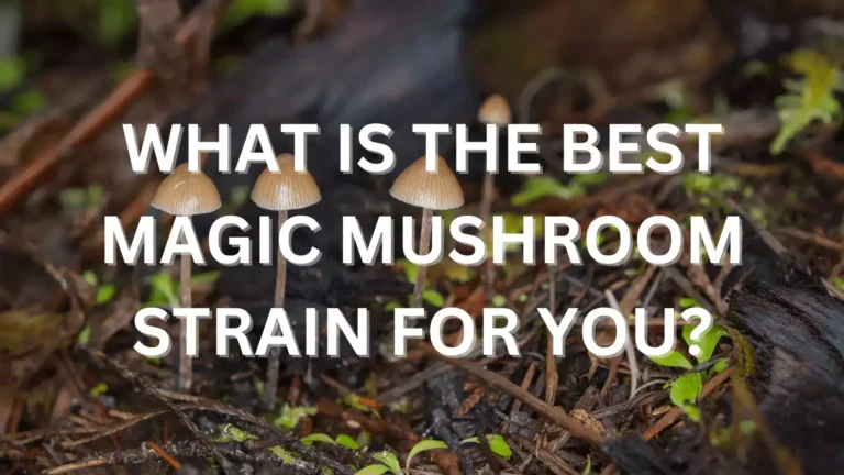 what is the best magic mushroom strain for you