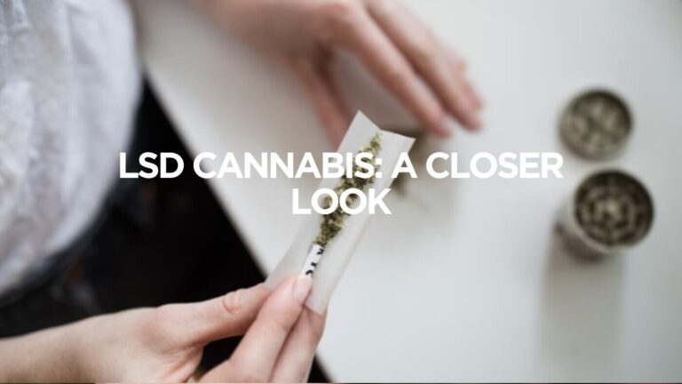 LSD Cannabis: A Closer Look