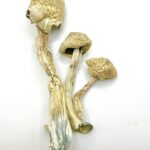 Albino Treasure Coast Shrooms