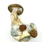 Gold Member Shrooms