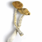 Golden Emperor Shrooms