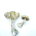 Albino Zilla Shrooms