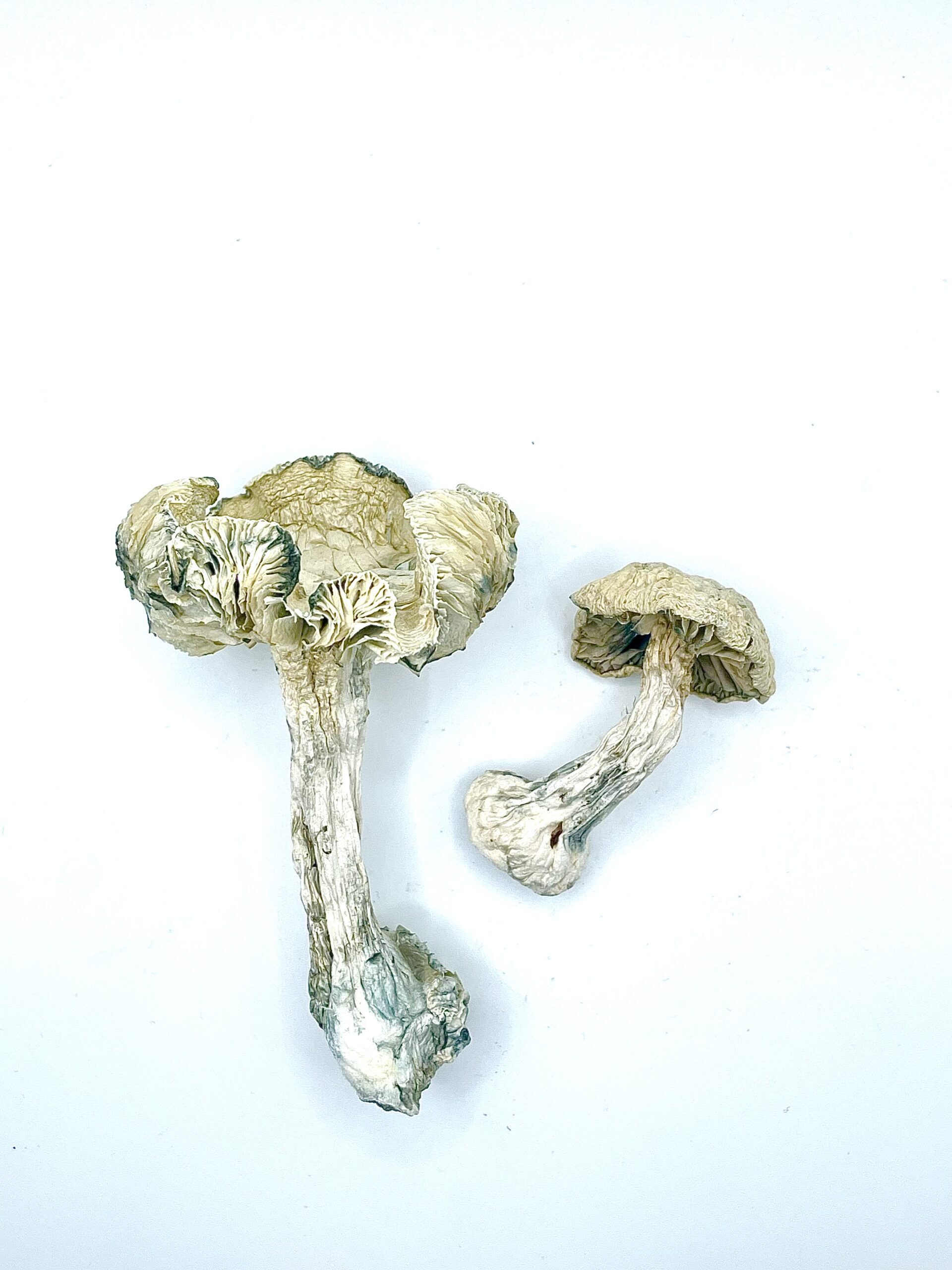 Albino Zilla Shrooms