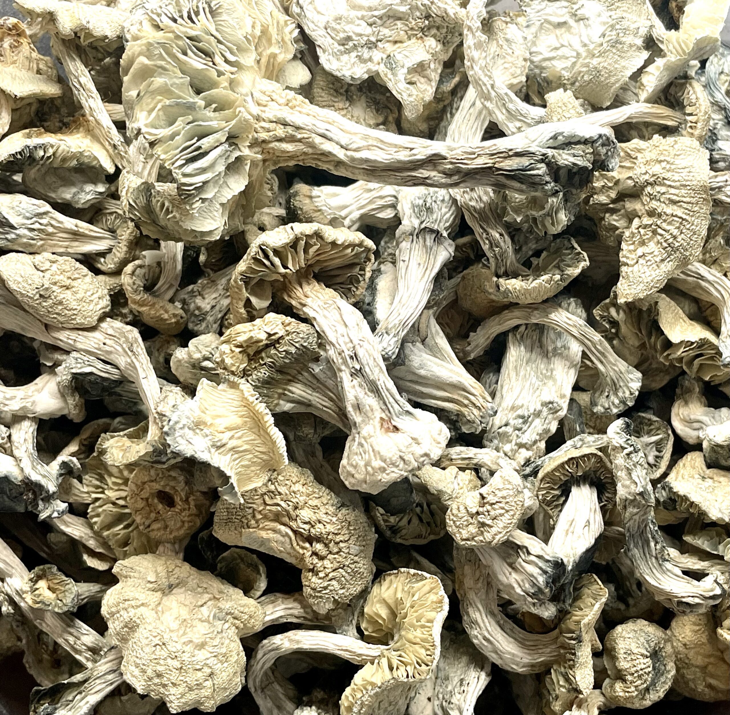 Albino Zilla Shrooms - Image 2