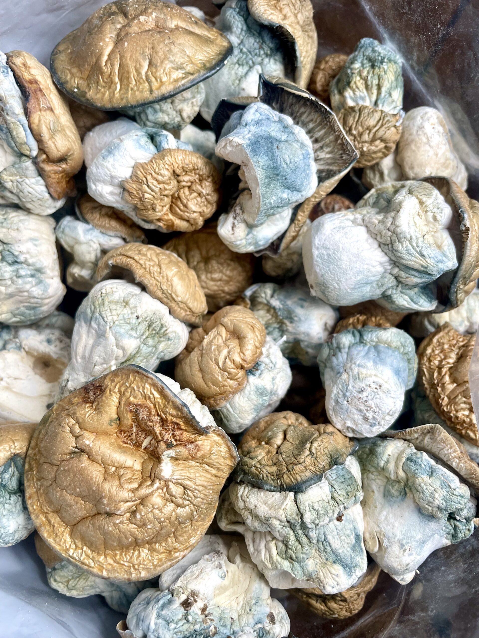 Dido Eggs Shrooms - Image 2