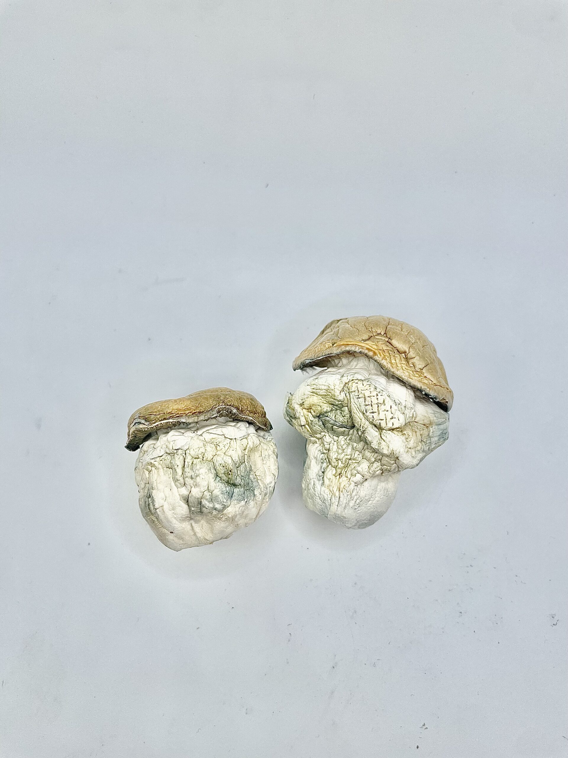 Dido Eggs Shrooms - Image 3