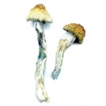 M-100 Shrooms