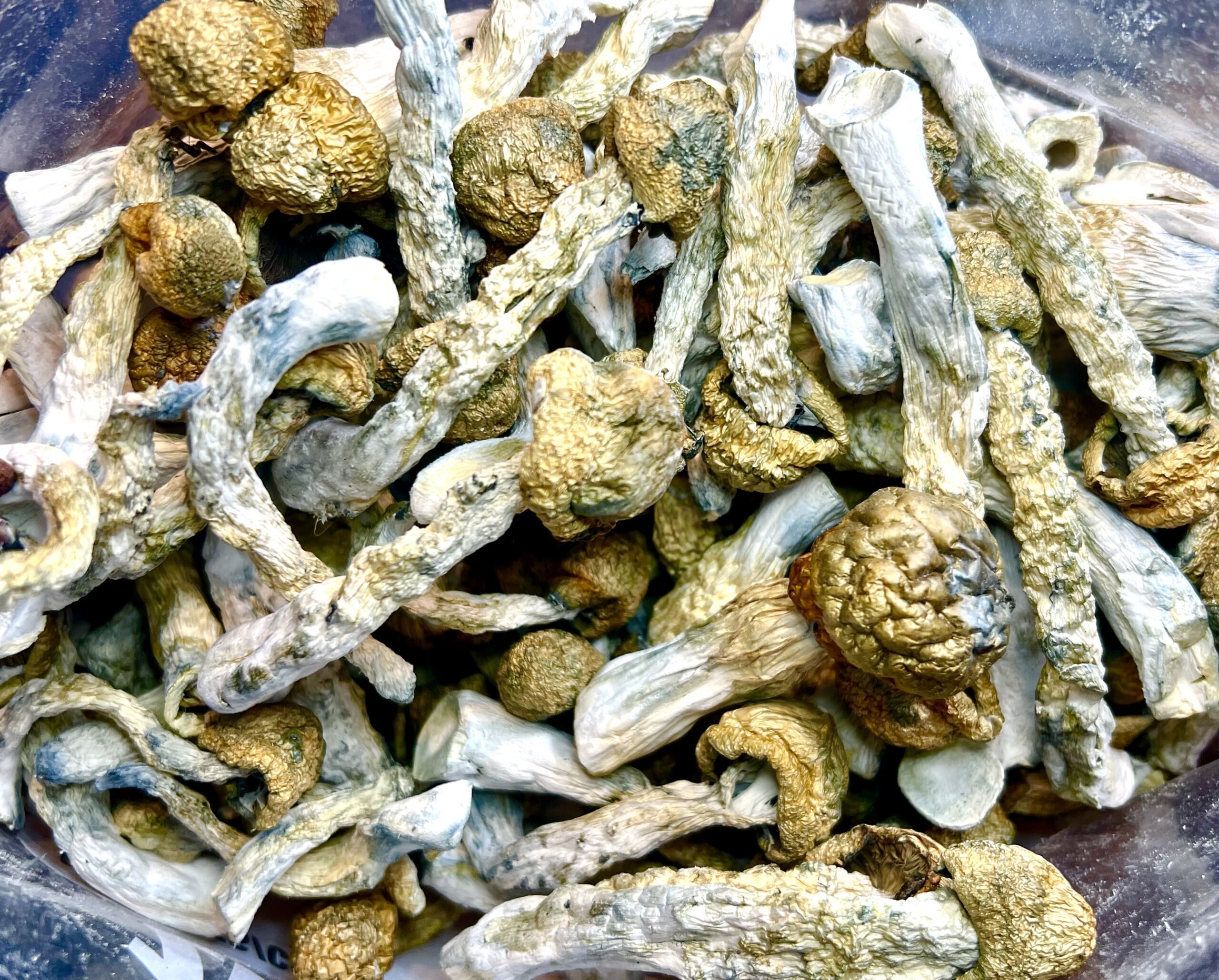 Melmac Penis Envy Shrooms - Image 4