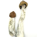 Code Blue Shrooms (Blue Meanies X Melmac P.E.)