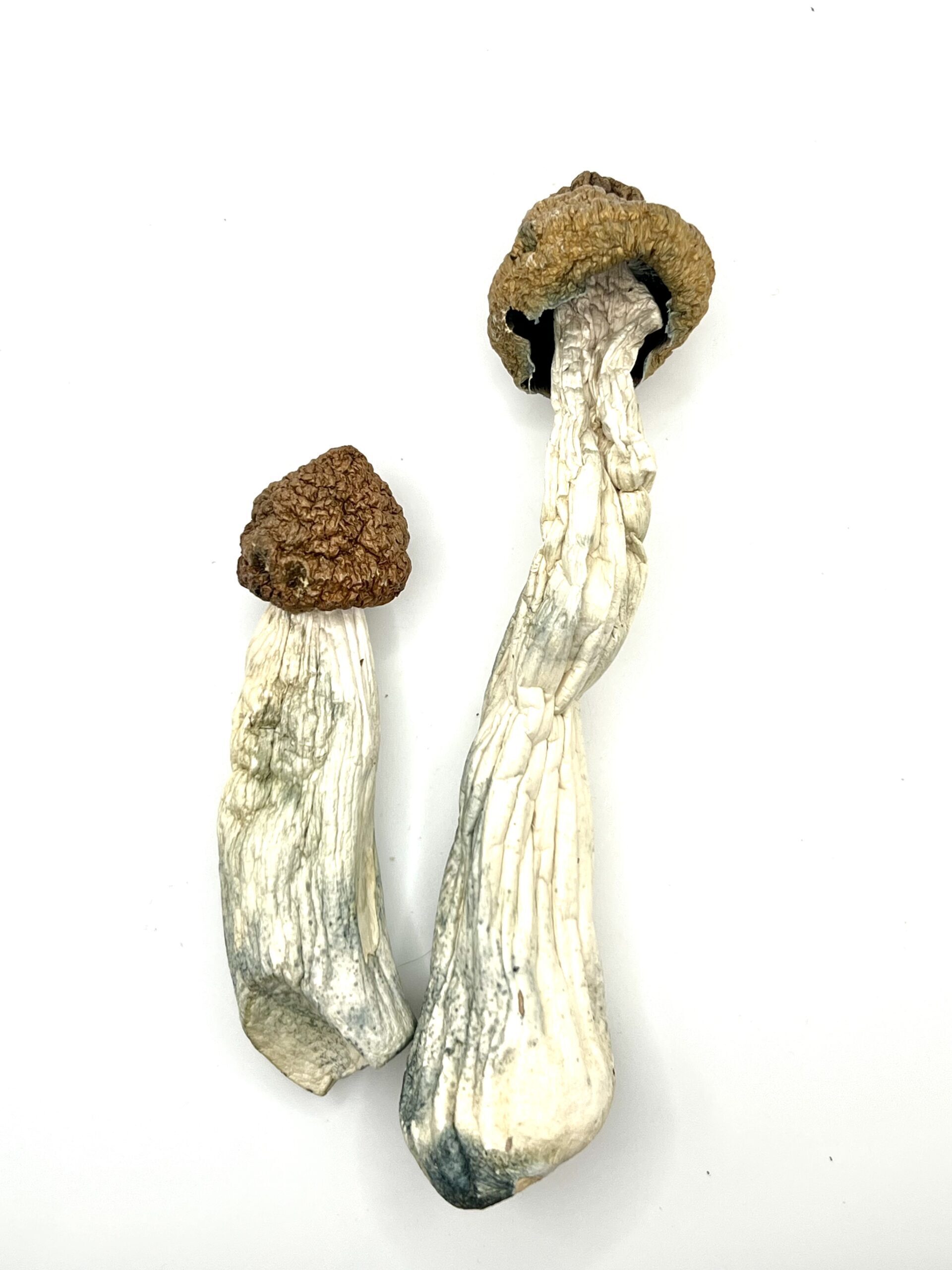 Code Blue Shrooms (Blue Meanies X Melmac P.E.)