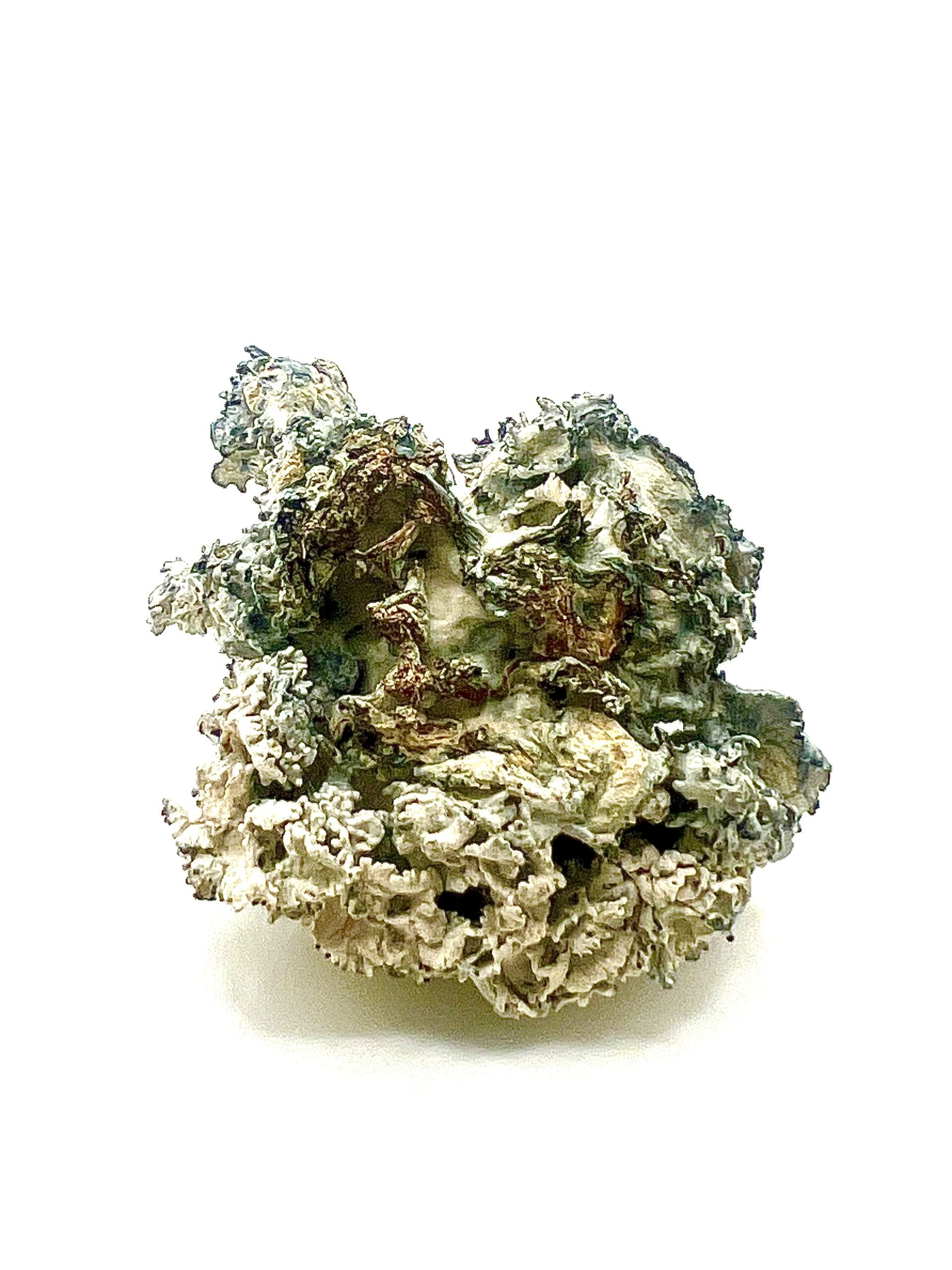 Exotic Enigma Shrooms