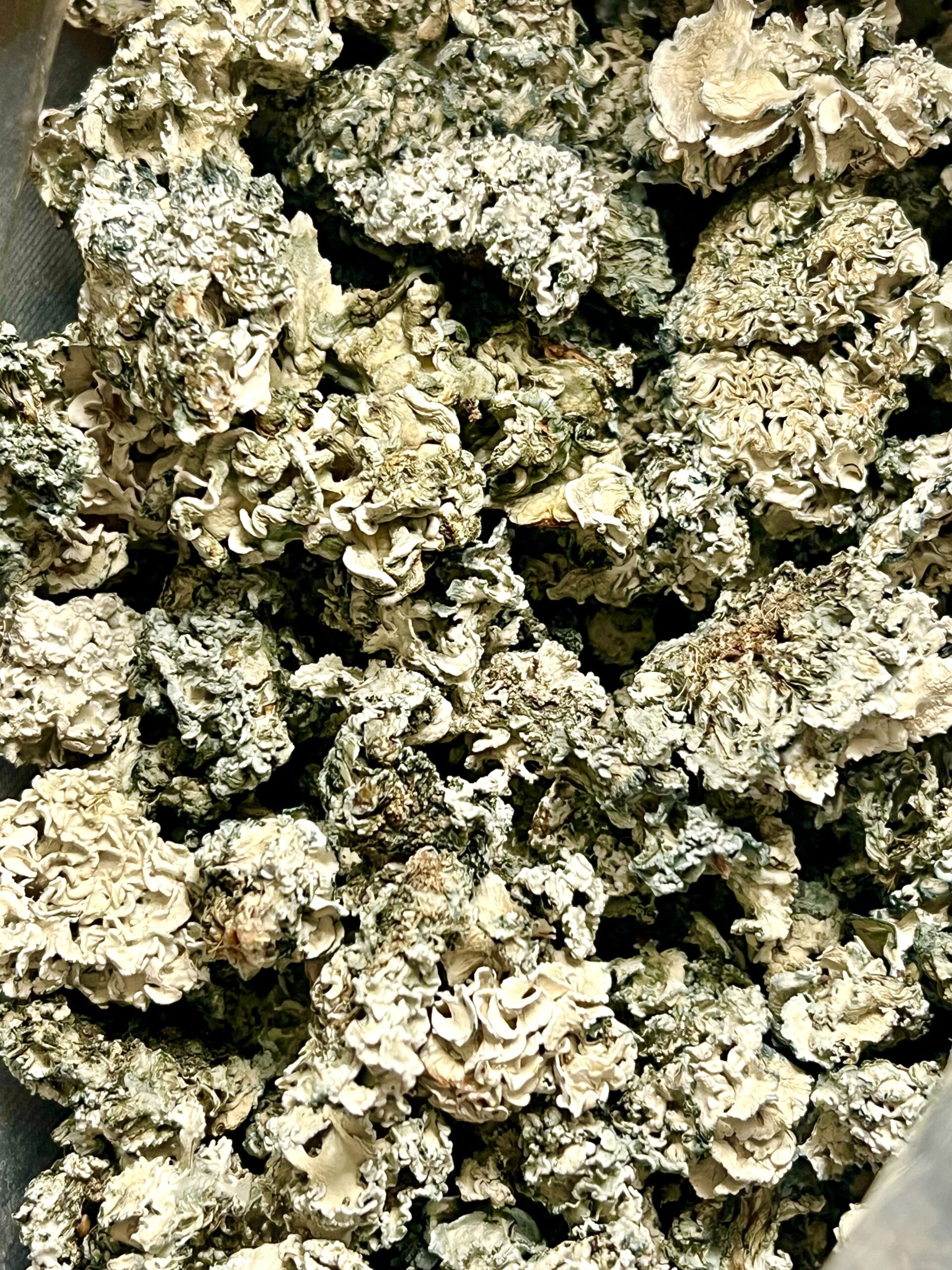 Exotic Enigma Shrooms - Image 2