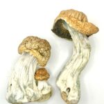 Blue Pulaski Shrooms