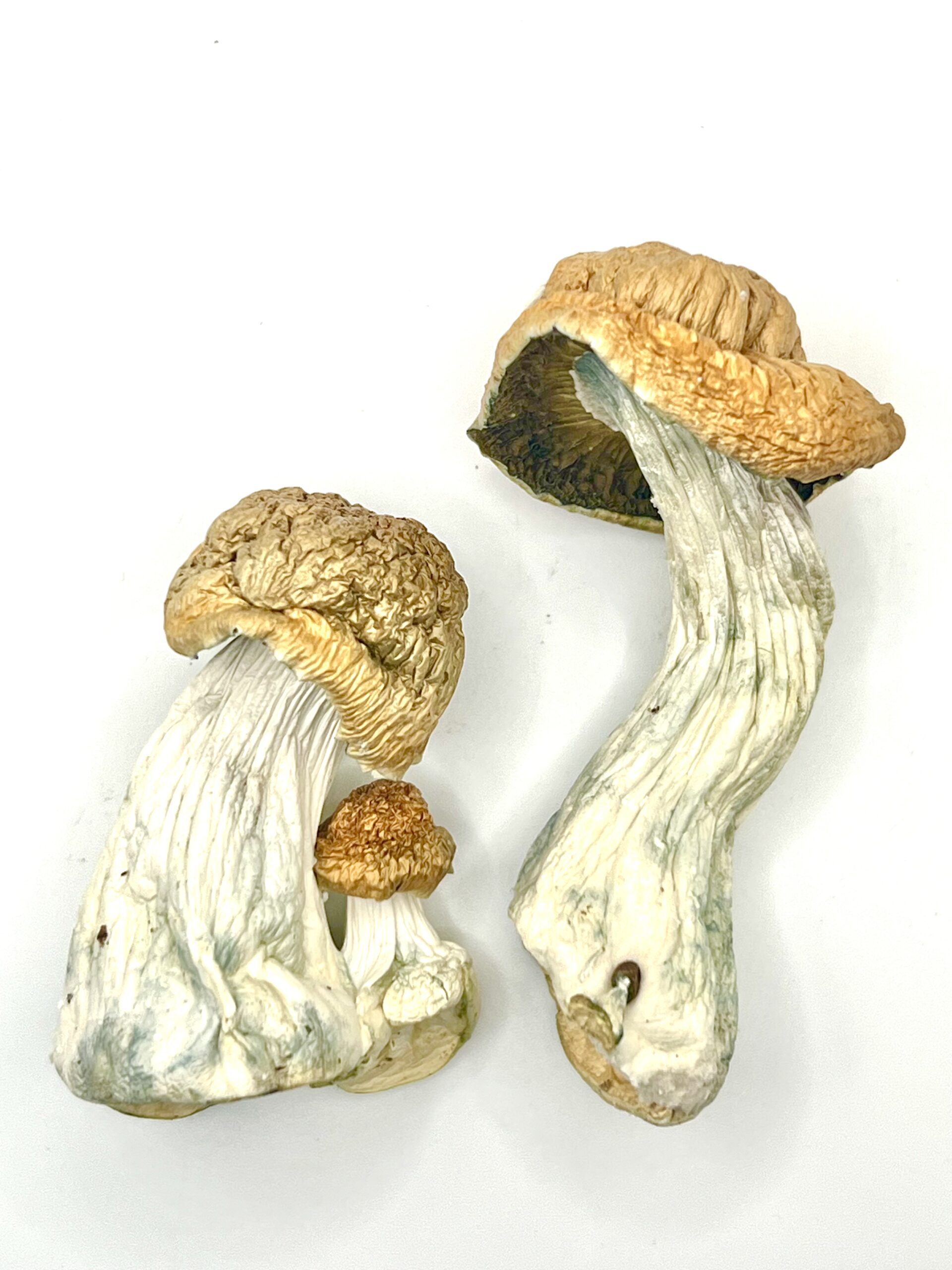 Bulk Shrooms 1 Lb