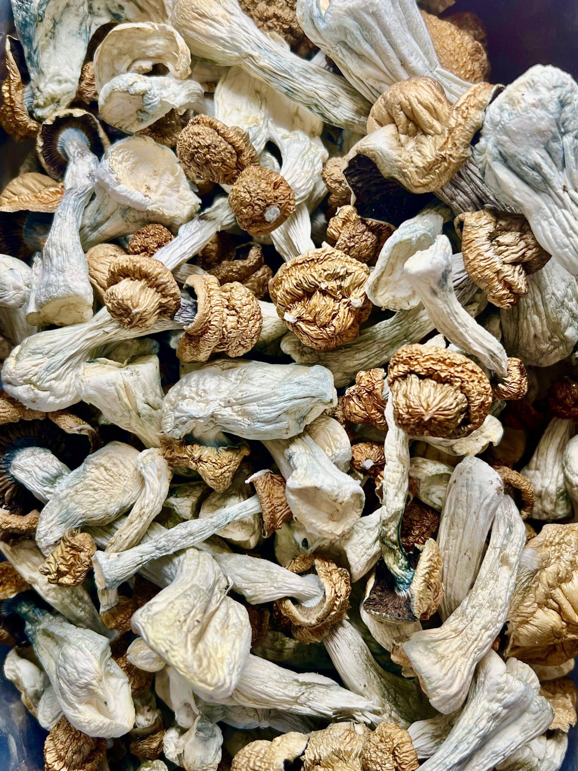 Bulk Shrooms 1 Lb - Image 2