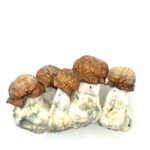 Melmac Penis Envy Shrooms