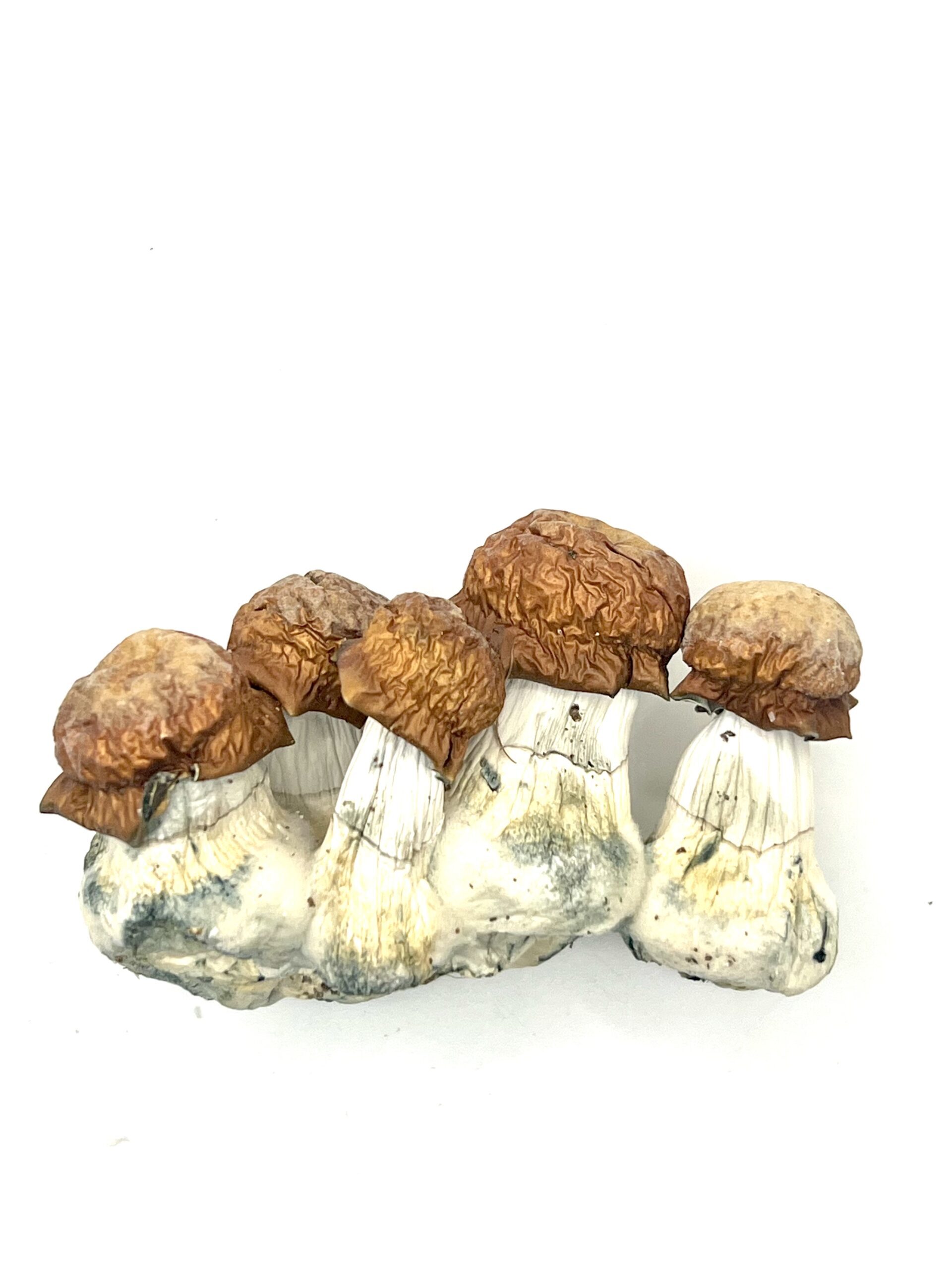 Melmac Penis Envy Shrooms