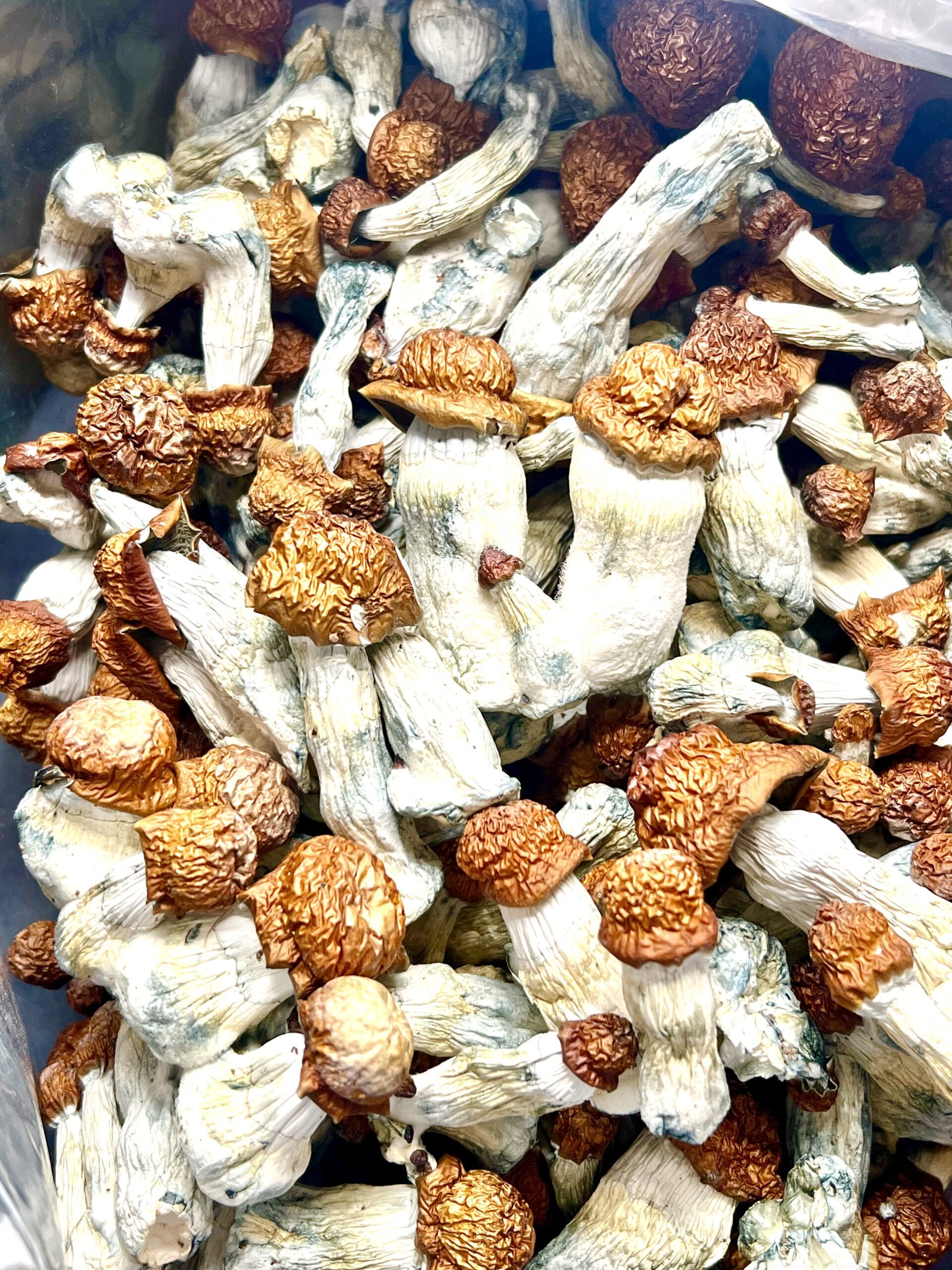 Melmac Penis Envy Shrooms - Image 2