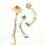 Keeper's Creeper Shrooms