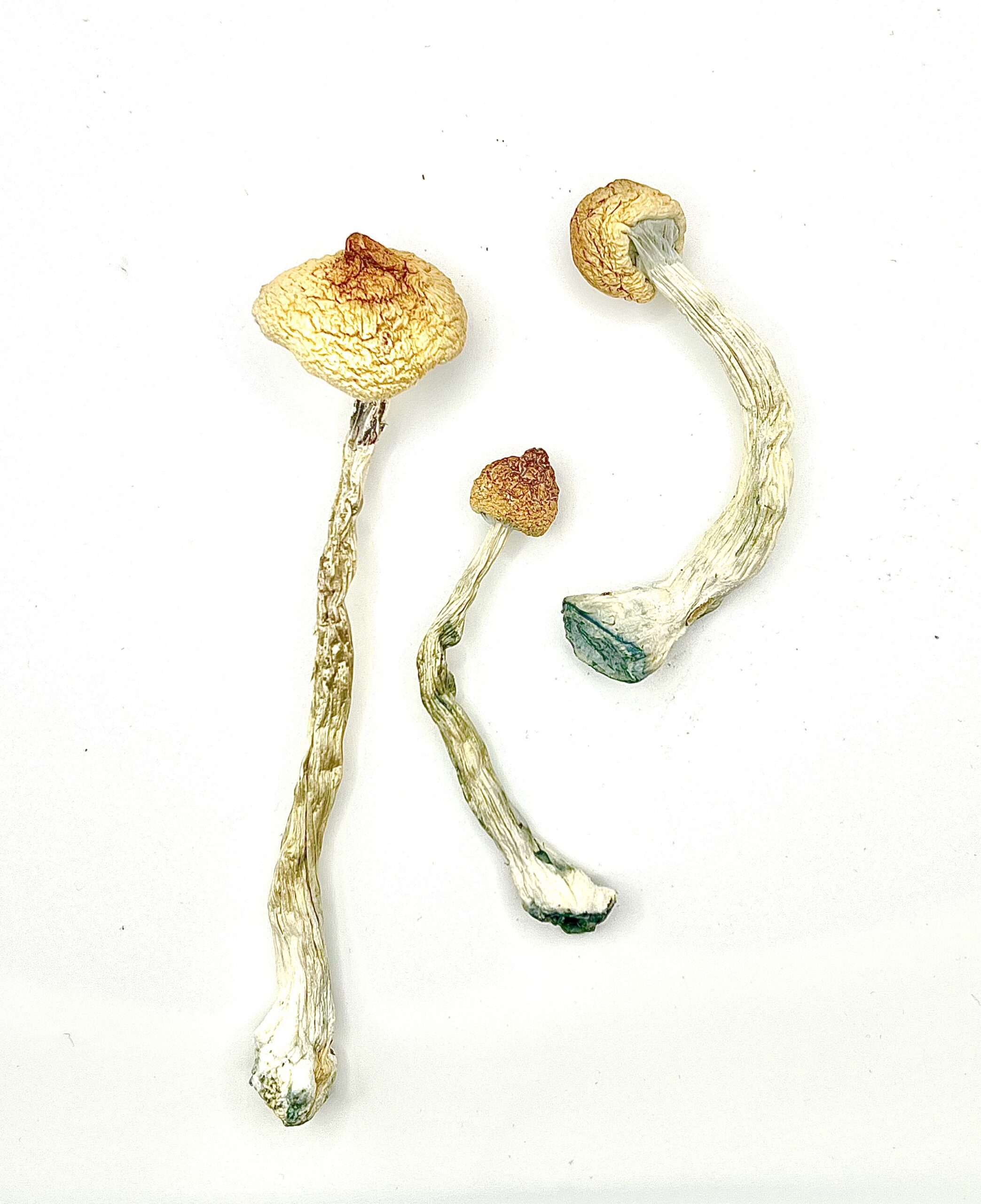 Keeper's Creeper Shrooms