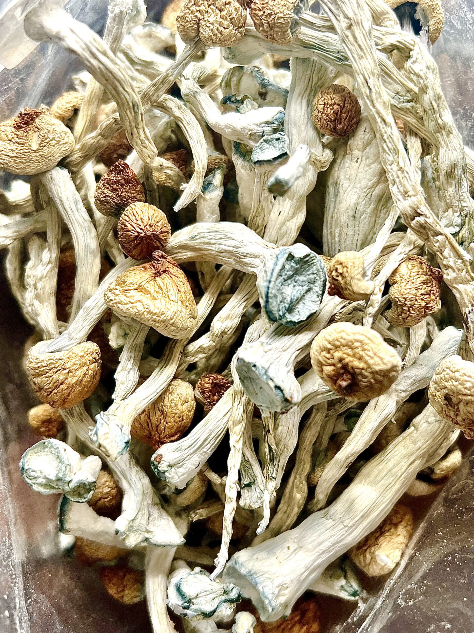 Keeper's Creeper Shrooms - Image 2