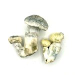 Blue Smurf TAT Shrooms