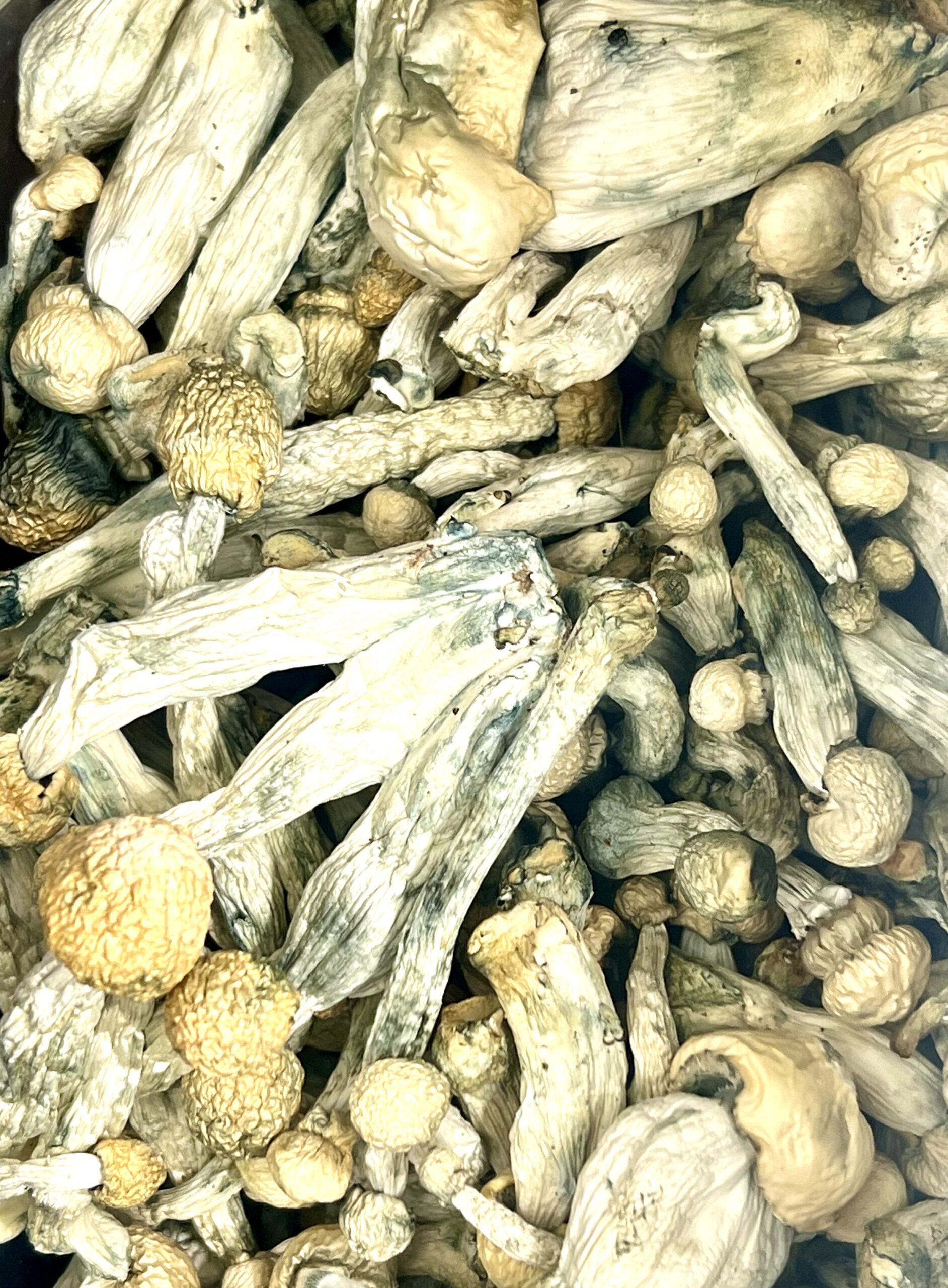 Maki Shrooms - Image 2