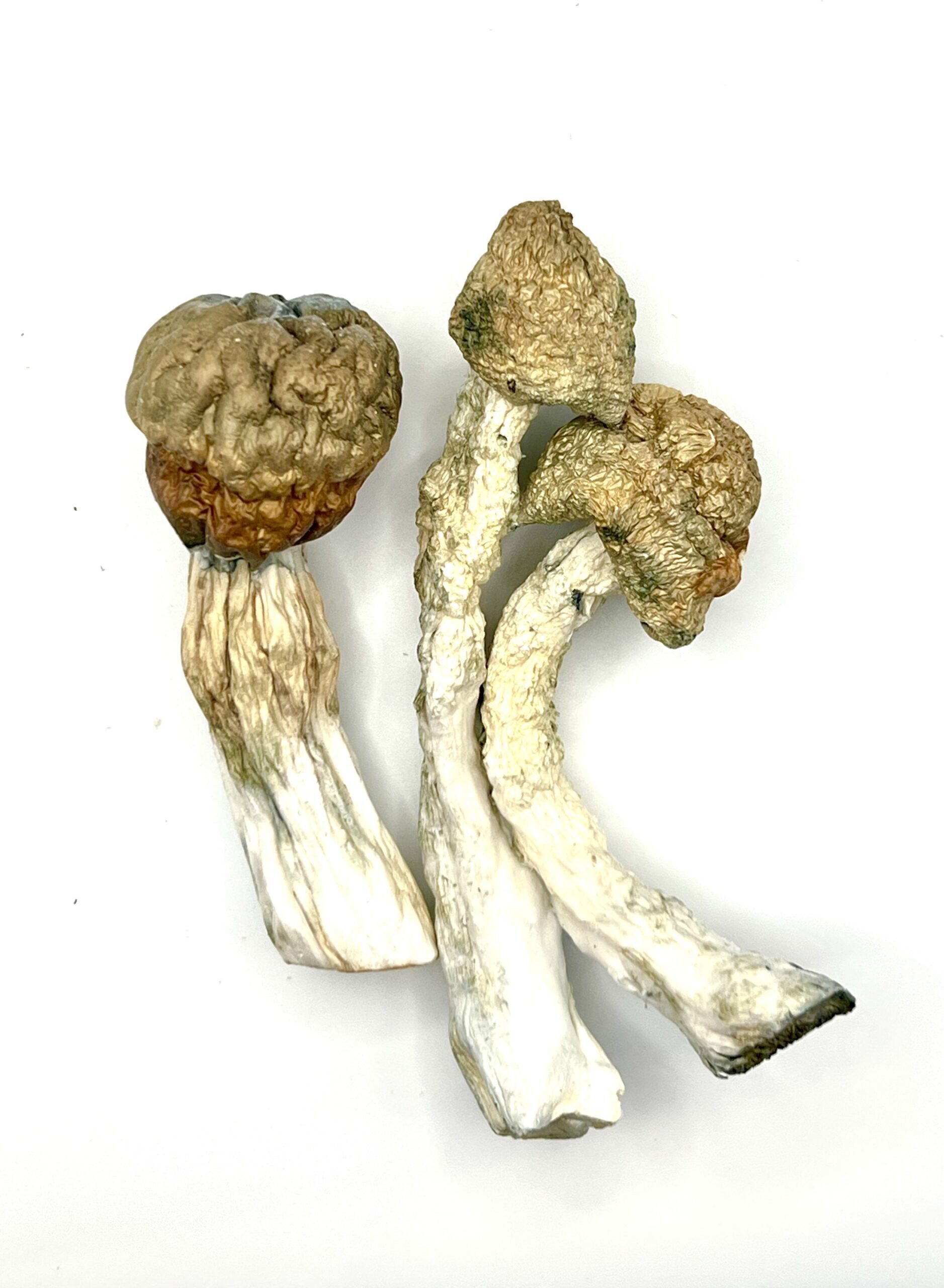 Melmac Penis Envy Shrooms - Image 3